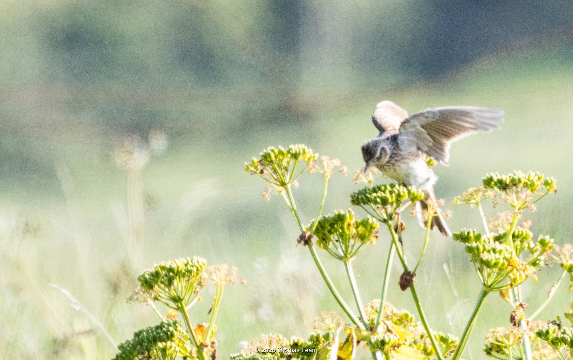 Whitethroat landing on coastal wildflowers