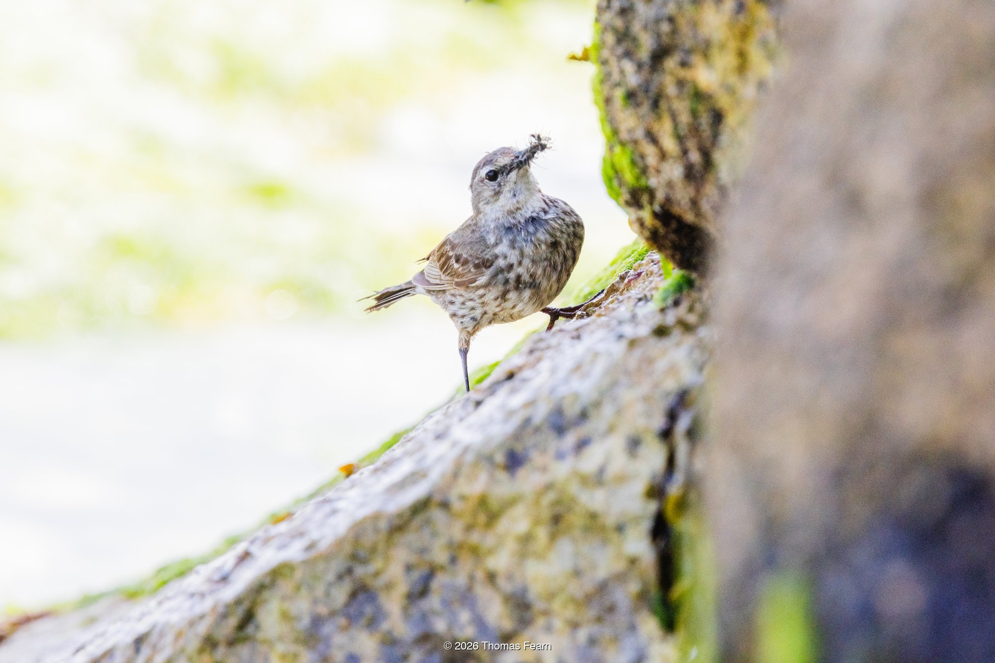Rock Pipit on coastal rock with sea spray