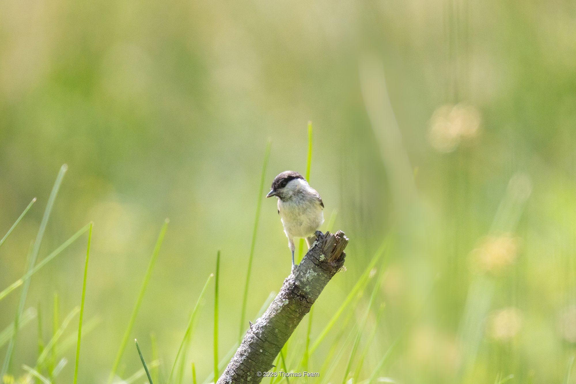 Marsh tit on a moss-topped post